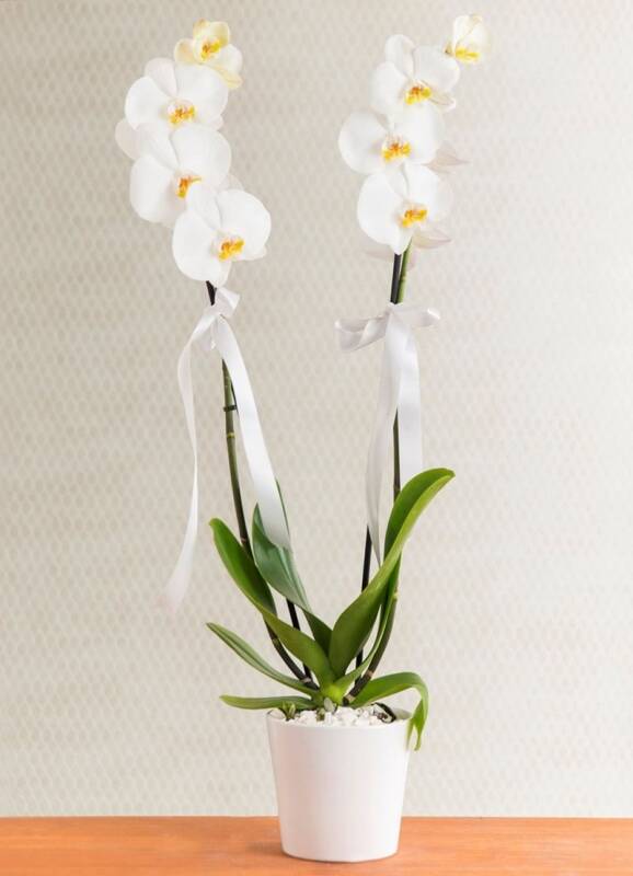 Orkide Phalaenopsis 2 Dallı - 1